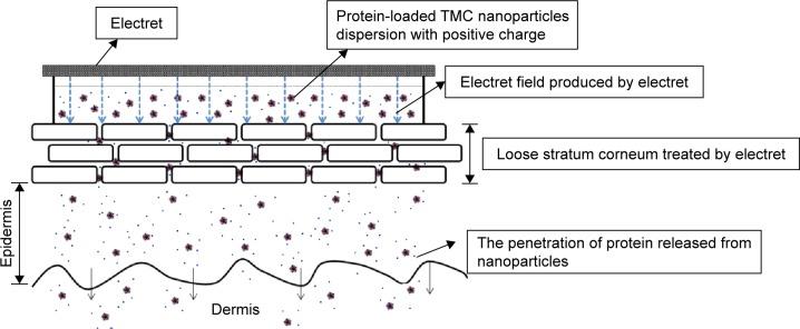 https://cdn.ncbi.nlm.nih.gov/pmc/blobs/2f47/5087780/61f394efec31/ijn-11-5549Fig1.jpg