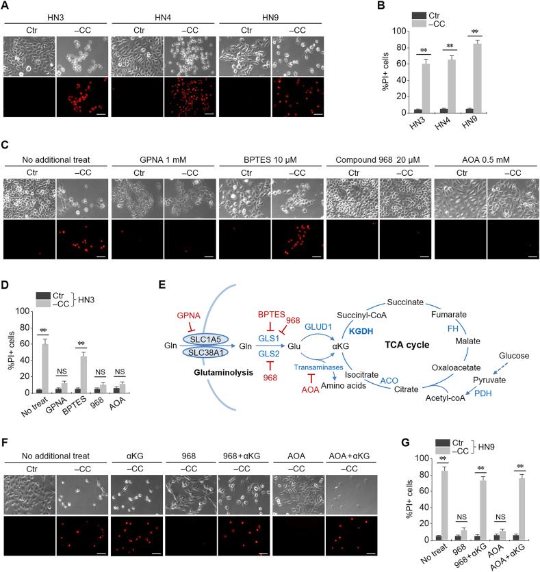 https://cdn.ncbi.nlm.nih.gov/pmc/blobs/2f48/6957841/fb60985b6f1f/gr1.jpg