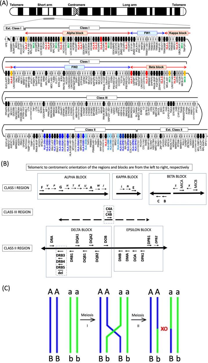 https://cdn.ncbi.nlm.nih.gov/pmc/blobs/2f4a/9772353/28a63d09901c/41439_2022_226_Fig1_HTML.jpg