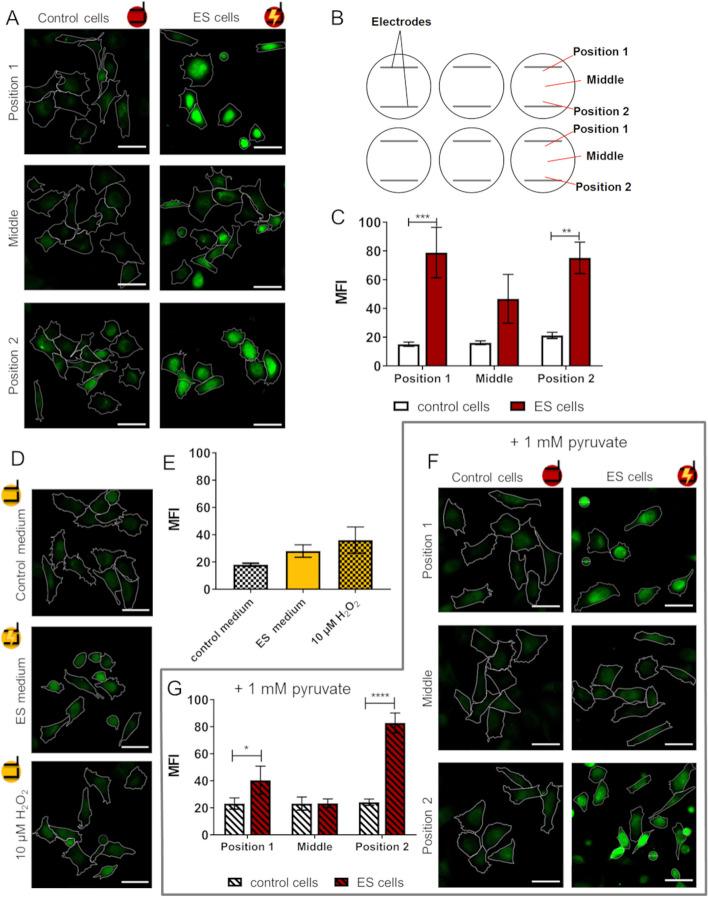 https://cdn.ncbi.nlm.nih.gov/pmc/blobs/2f4b/10668359/60f7bb008f15/13036_2023_393_Fig8_HTML.jpg