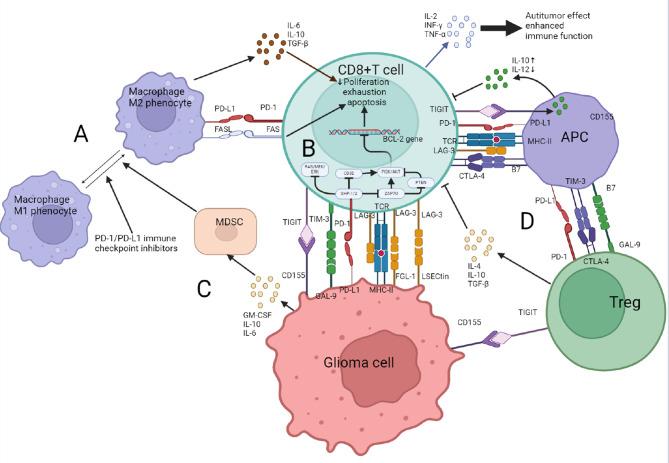 https://cdn.ncbi.nlm.nih.gov/pmc/blobs/2f4b/11437992/9b4d709c8801/13578_2024_1305_Fig2_HTML.jpg
