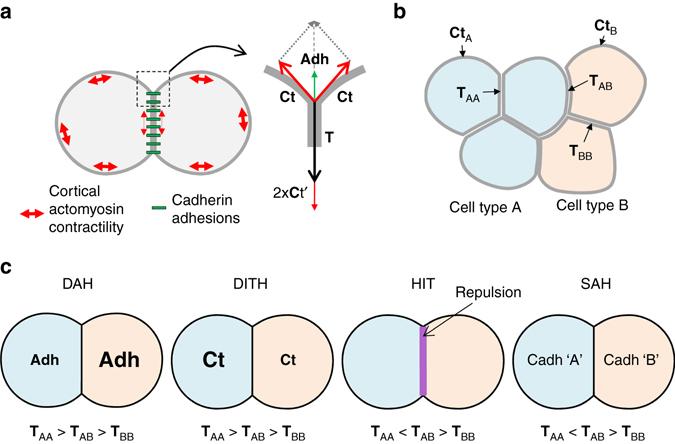 https://cdn.ncbi.nlm.nih.gov/pmc/blobs/2f4b/5537356/25821adce906/41467_2017_146_Fig1_HTML.jpg