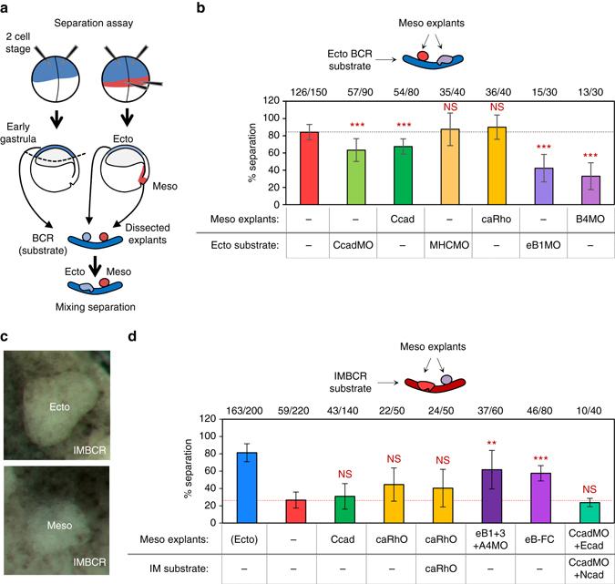 https://cdn.ncbi.nlm.nih.gov/pmc/blobs/2f4b/5537356/7b584b5fbf20/41467_2017_146_Fig4_HTML.jpg
