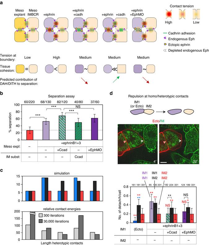 https://cdn.ncbi.nlm.nih.gov/pmc/blobs/2f4b/5537356/96d8d4a77f10/41467_2017_146_Fig7_HTML.jpg