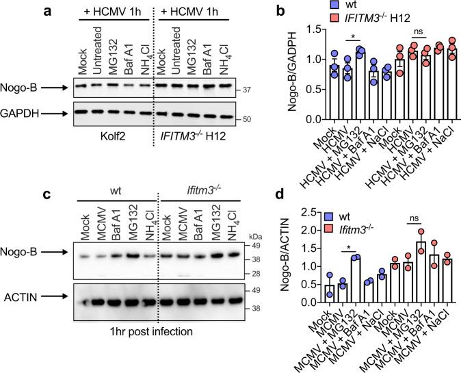 https://cdn.ncbi.nlm.nih.gov/pmc/blobs/2f4c/9458641/6923715dbd8a/41467_2022_32587_Fig6_HTML.jpg