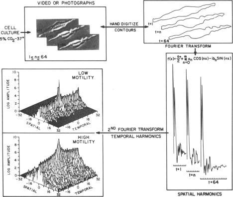 https://cdn.ncbi.nlm.nih.gov/pmc/blobs/2f4d/286666/1970632ed6bc/pnas00244-0159-a.jpg