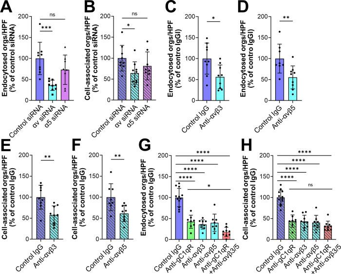 https://cdn.ncbi.nlm.nih.gov/pmc/blobs/2f4f/9295963/1219945d0c7e/ppat.1010681.g003.jpg