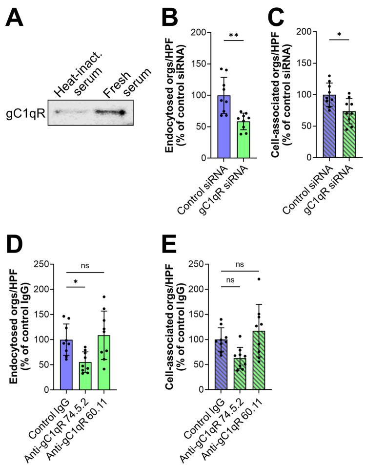 https://cdn.ncbi.nlm.nih.gov/pmc/blobs/2f4f/9295963/24686a9f8d5b/ppat.1010681.g002.jpg