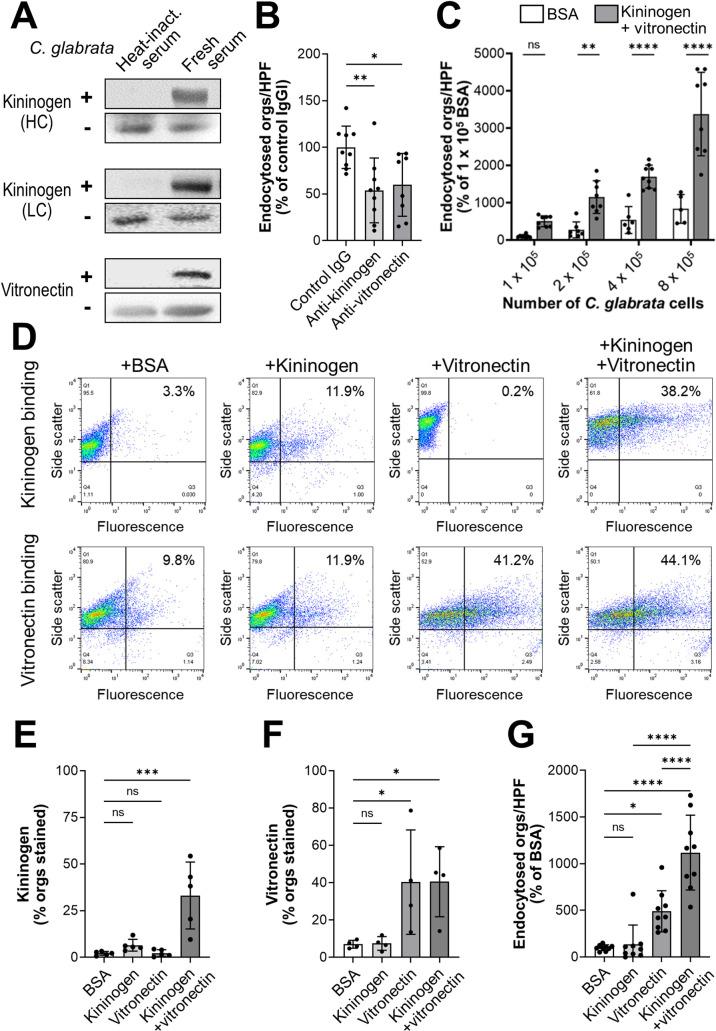 https://cdn.ncbi.nlm.nih.gov/pmc/blobs/2f4f/9295963/9cd710fb6427/ppat.1010681.g005.jpg