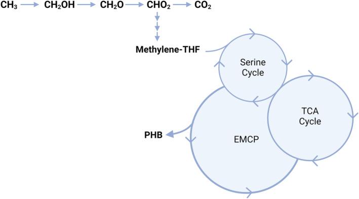 https://cdn.ncbi.nlm.nih.gov/pmc/blobs/2f53/11146143/b9262d74dcec/MBT2-17-e14503-g007.jpg