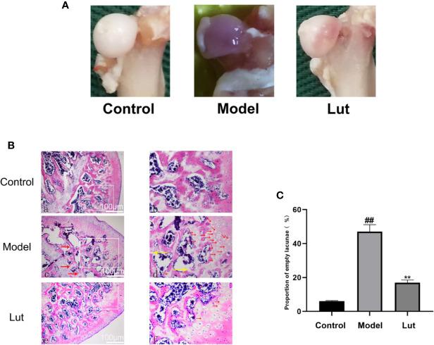 https://cdn.ncbi.nlm.nih.gov/pmc/blobs/2f57/7435053/4ac7c4941d36/fphar-11-01195-g005.jpg