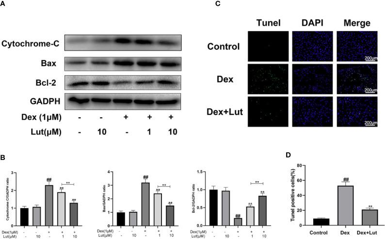 https://cdn.ncbi.nlm.nih.gov/pmc/blobs/2f57/7435053/4d2c2e8759b6/fphar-11-01195-g004.jpg