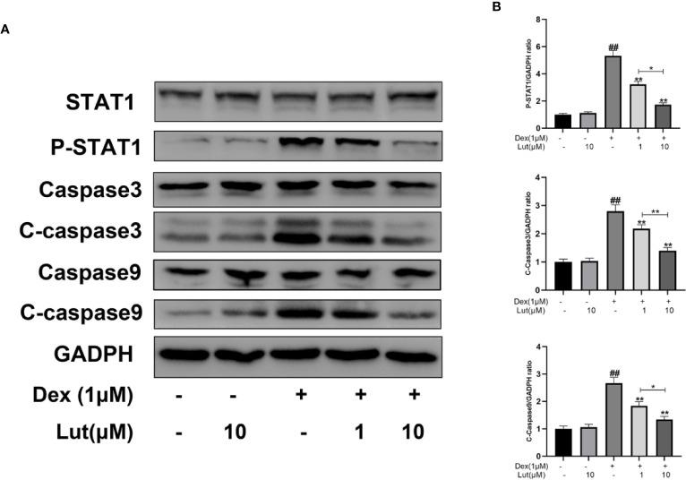https://cdn.ncbi.nlm.nih.gov/pmc/blobs/2f57/7435053/77b8373a9e6e/fphar-11-01195-g002.jpg