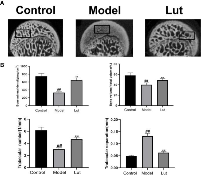 https://cdn.ncbi.nlm.nih.gov/pmc/blobs/2f57/7435053/89110d2eeabb/fphar-11-01195-g006.jpg