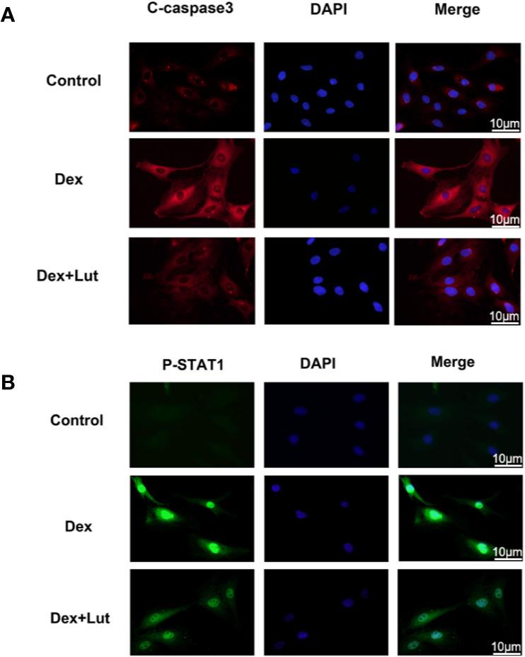 https://cdn.ncbi.nlm.nih.gov/pmc/blobs/2f57/7435053/a15f0e0ffe26/fphar-11-01195-g003.jpg