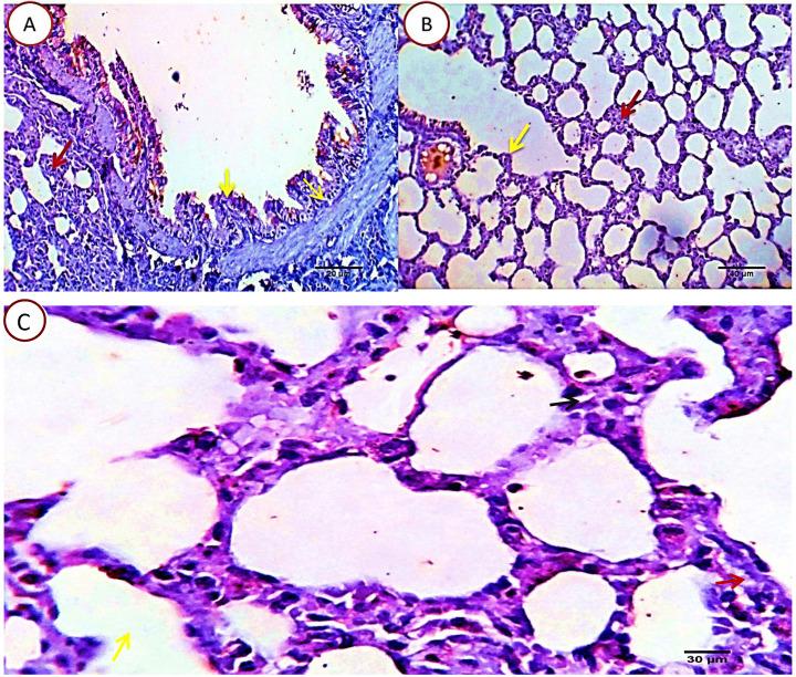 https://cdn.ncbi.nlm.nih.gov/pmc/blobs/2f5a/8317526/5499288c2421/jcav12p5249g006.jpg