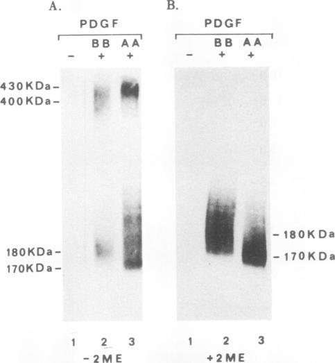 https://cdn.ncbi.nlm.nih.gov/pmc/blobs/2f5b/361145/a839d02b17c7/molcellb00031-0372-b.jpg