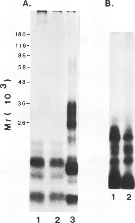 https://cdn.ncbi.nlm.nih.gov/pmc/blobs/2f5b/361145/feeadd6dcfec/molcellb00031-0371-a.jpg