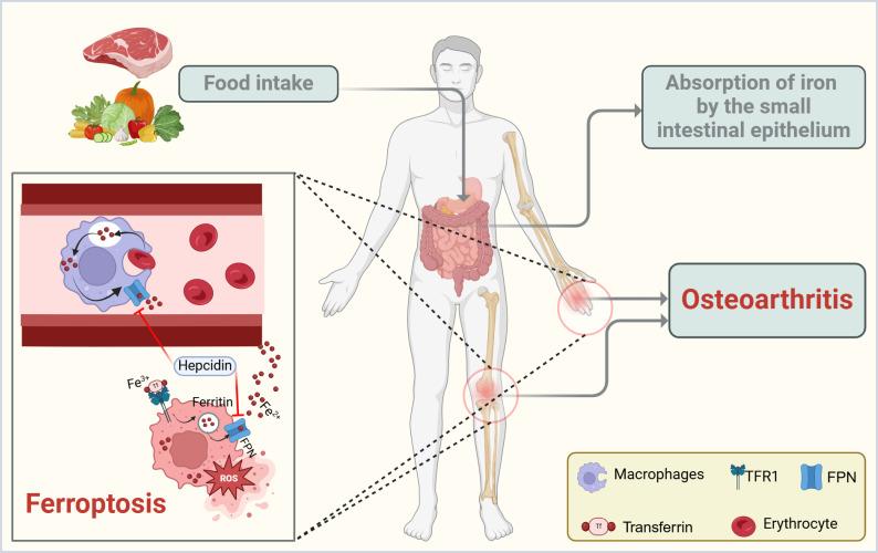 https://cdn.ncbi.nlm.nih.gov/pmc/blobs/2f5e/12178902/c33afe9c4463/fimmu-16-1604652-g001.jpg