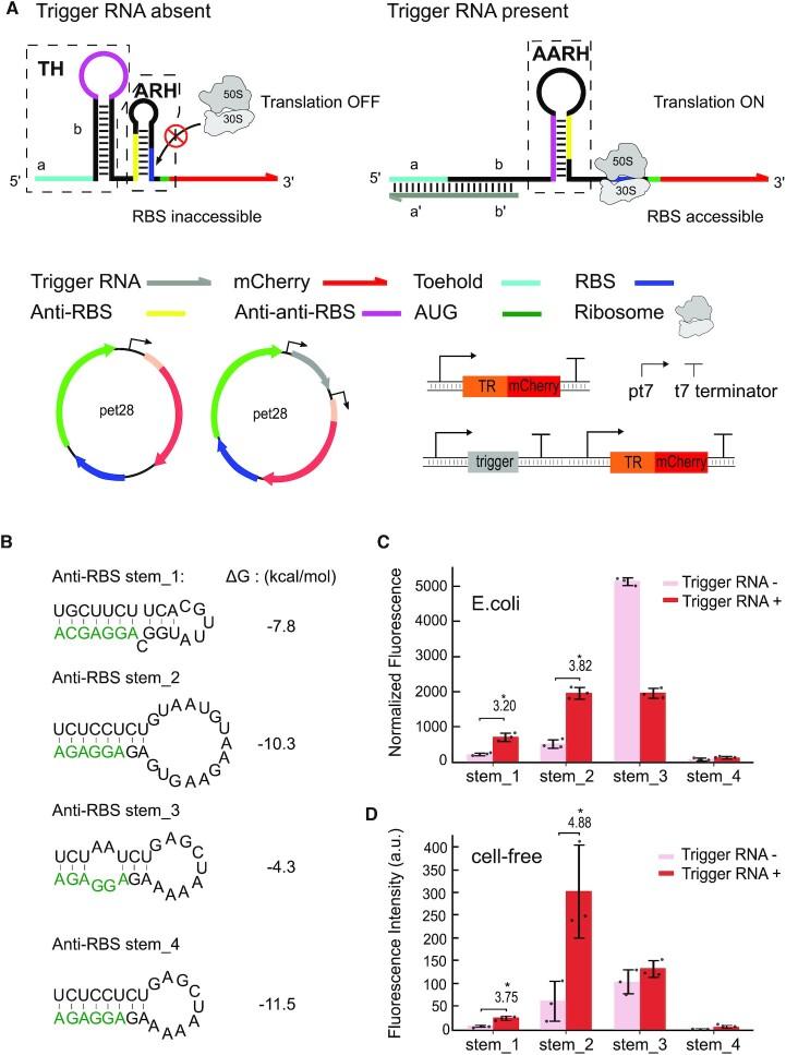 https://cdn.ncbi.nlm.nih.gov/pmc/blobs/2f5f/9071393/7a3b74bfede8/gkac275fig1.jpg