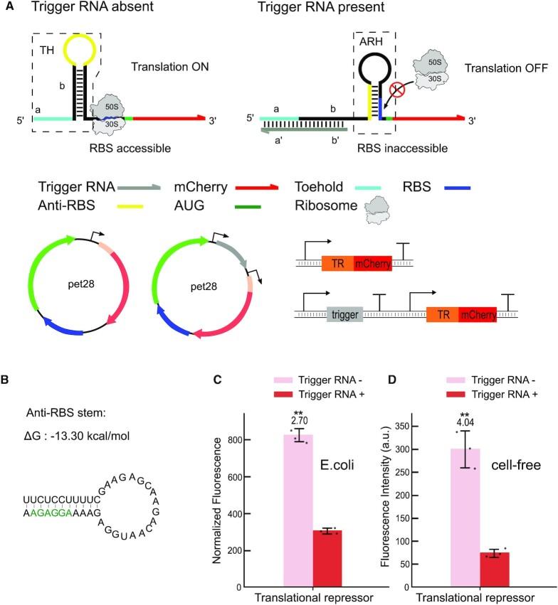 https://cdn.ncbi.nlm.nih.gov/pmc/blobs/2f5f/9071393/a7a613cb0c4a/gkac275fig2.jpg