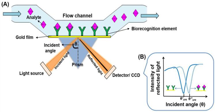 https://cdn.ncbi.nlm.nih.gov/pmc/blobs/2f62/8615996/144bc5f44e67/biosensors-11-00434-g002.jpg
