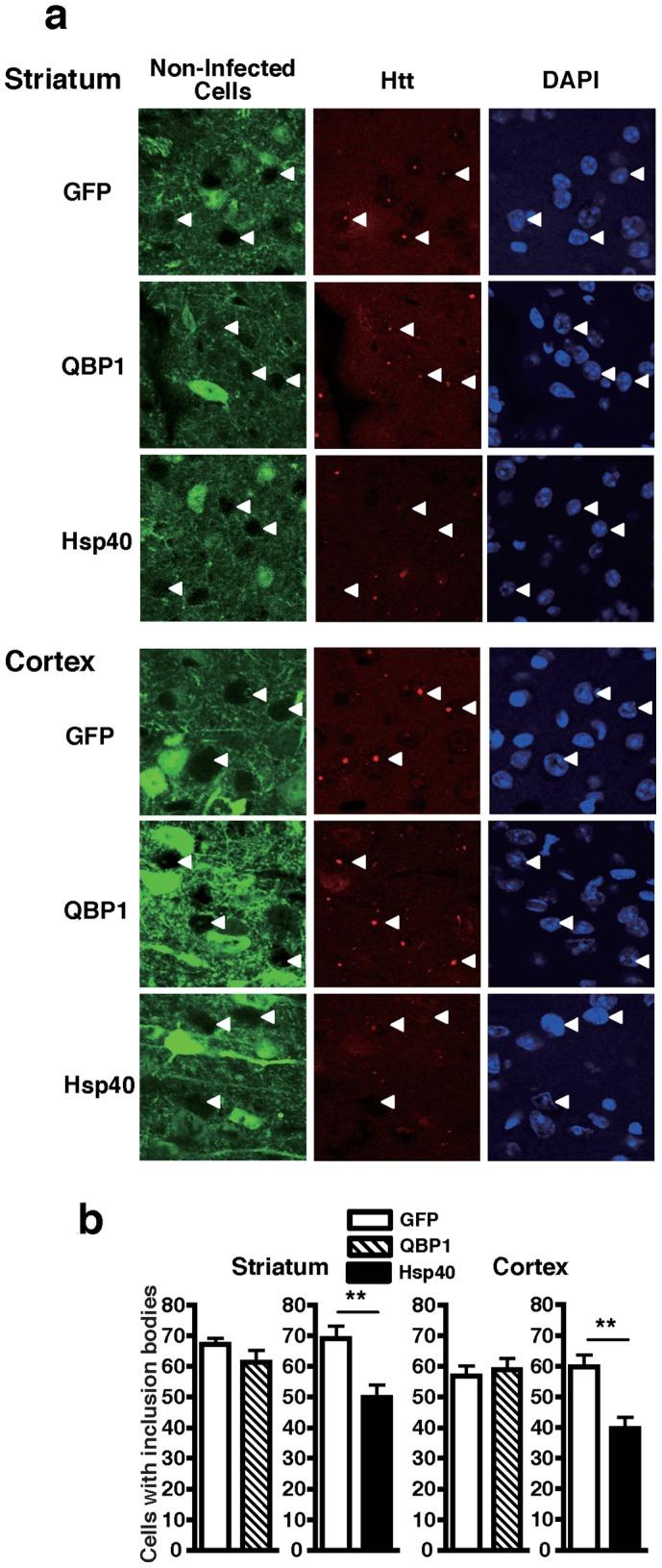 https://cdn.ncbi.nlm.nih.gov/pmc/blobs/2f65/3511362/1c6ce5c27ccb/pone.0051069.g004.jpg