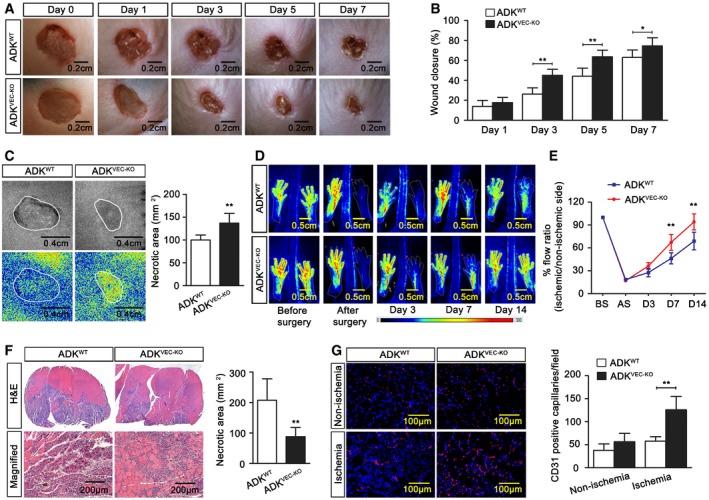 https://cdn.ncbi.nlm.nih.gov/pmc/blobs/2f65/5582416/cc7c2130f725/EMMM-9-1263-g006.jpg