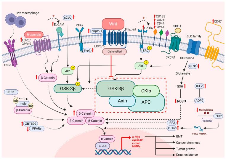 https://cdn.ncbi.nlm.nih.gov/pmc/blobs/2f68/9656505/26aa78862021/cancers-14-05468-g003.jpg