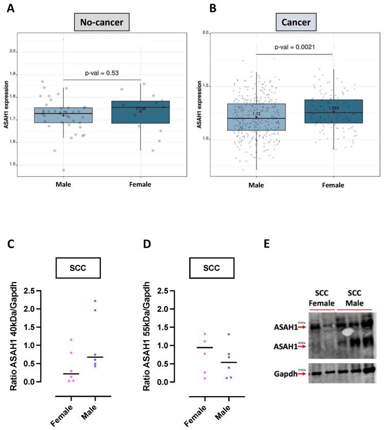 https://cdn.ncbi.nlm.nih.gov/pmc/blobs/2f6d/10341818/b861965bd241/ijms-24-10841-g005.jpg