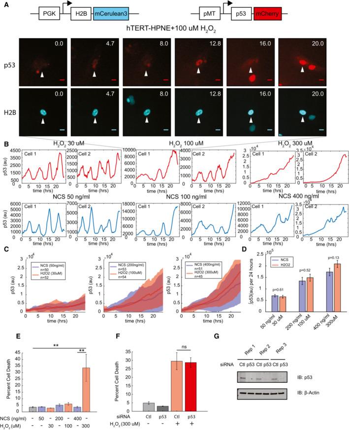 https://cdn.ncbi.nlm.nih.gov/pmc/blobs/2f75/9724178/b0ef28611f22/MSB-18-e11401-g008.jpg