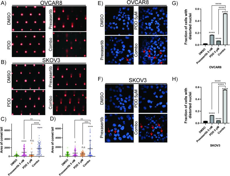 https://cdn.ncbi.nlm.nih.gov/pmc/blobs/2f76/11166985/55e1dc842b8c/41420_2024_2040_Fig5_HTML.jpg