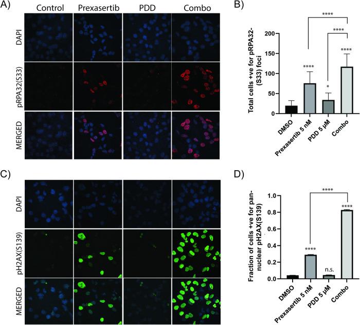 https://cdn.ncbi.nlm.nih.gov/pmc/blobs/2f76/11166985/5b6f9534e846/41420_2024_2040_Fig4_HTML.jpg