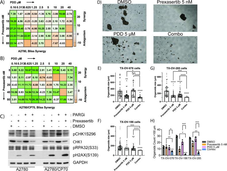 https://cdn.ncbi.nlm.nih.gov/pmc/blobs/2f76/11166985/9508c0eecc58/41420_2024_2040_Fig7_HTML.jpg