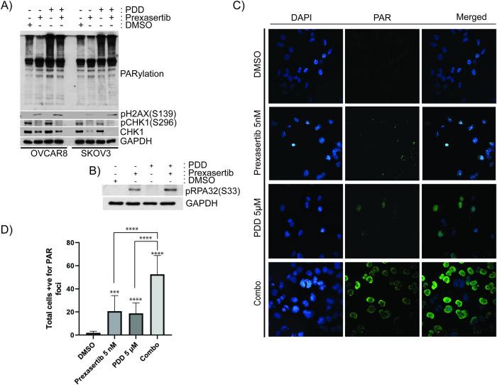 https://cdn.ncbi.nlm.nih.gov/pmc/blobs/2f76/11166985/f7c950ae4046/41420_2024_2040_Fig3_HTML.jpg