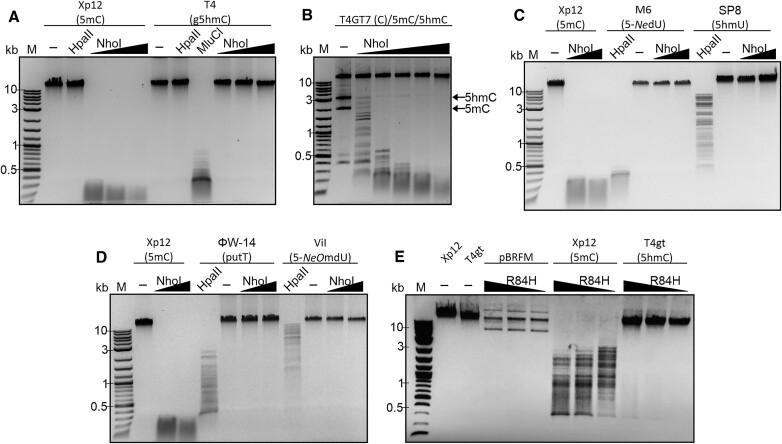 https://cdn.ncbi.nlm.nih.gov/pmc/blobs/2f76/11347163/d06c4ef9b1c0/gkae634fig1.jpg