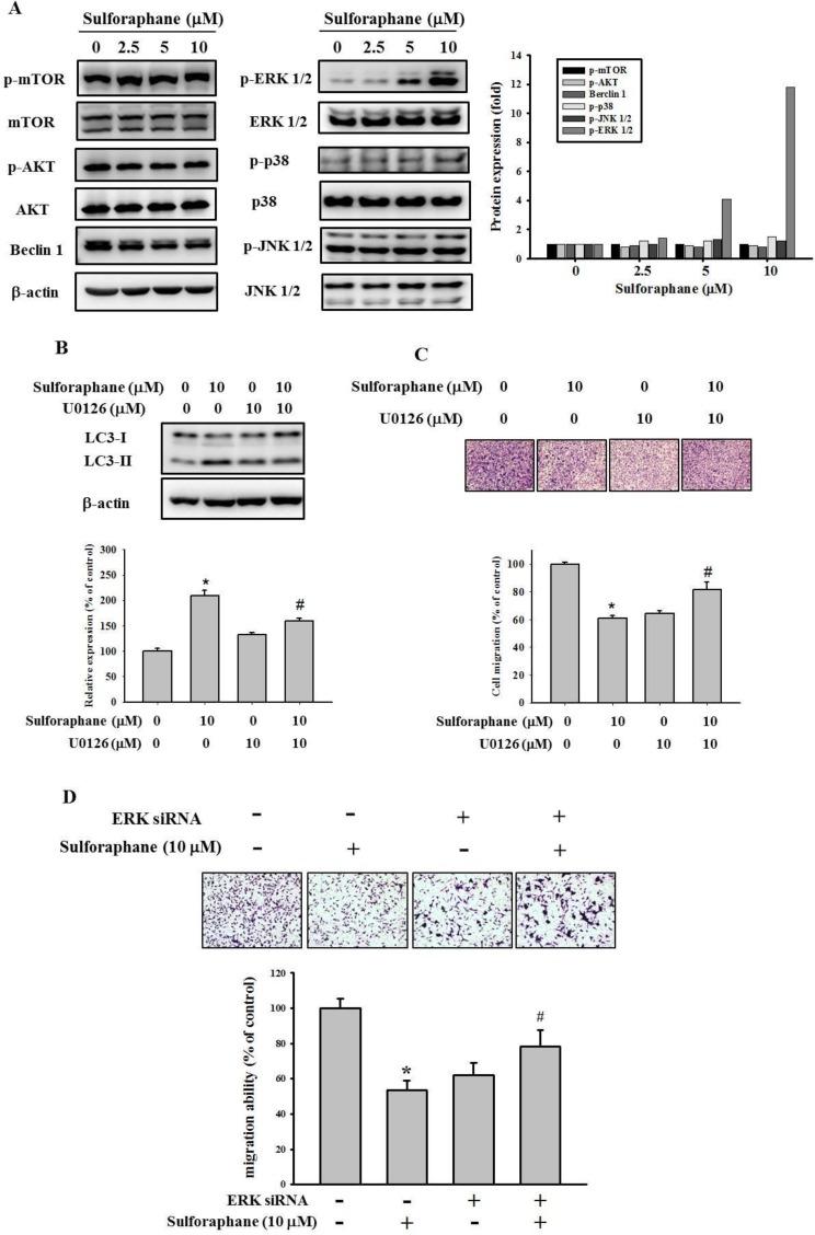 https://cdn.ncbi.nlm.nih.gov/pmc/blobs/2f77/5915138/2cb8cf83a801/oncotarget-09-17564-g006.jpg