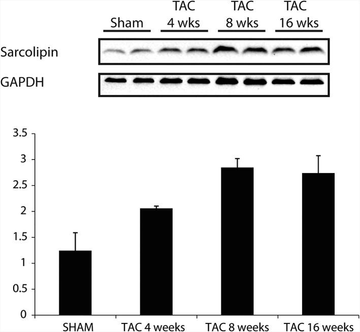 https://cdn.ncbi.nlm.nih.gov/pmc/blobs/2f77/6519042/f9eef44a7262/JGM-20-e3060-g001.jpg