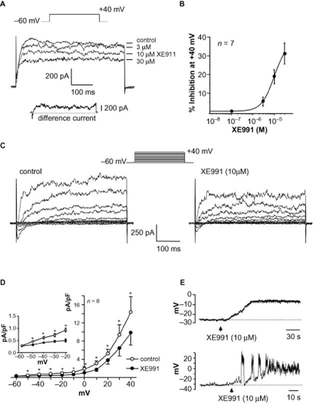 https://cdn.ncbi.nlm.nih.gov/pmc/blobs/2f7b/3831709/13d2bdd52a34/bph0169-1290-f4.jpg