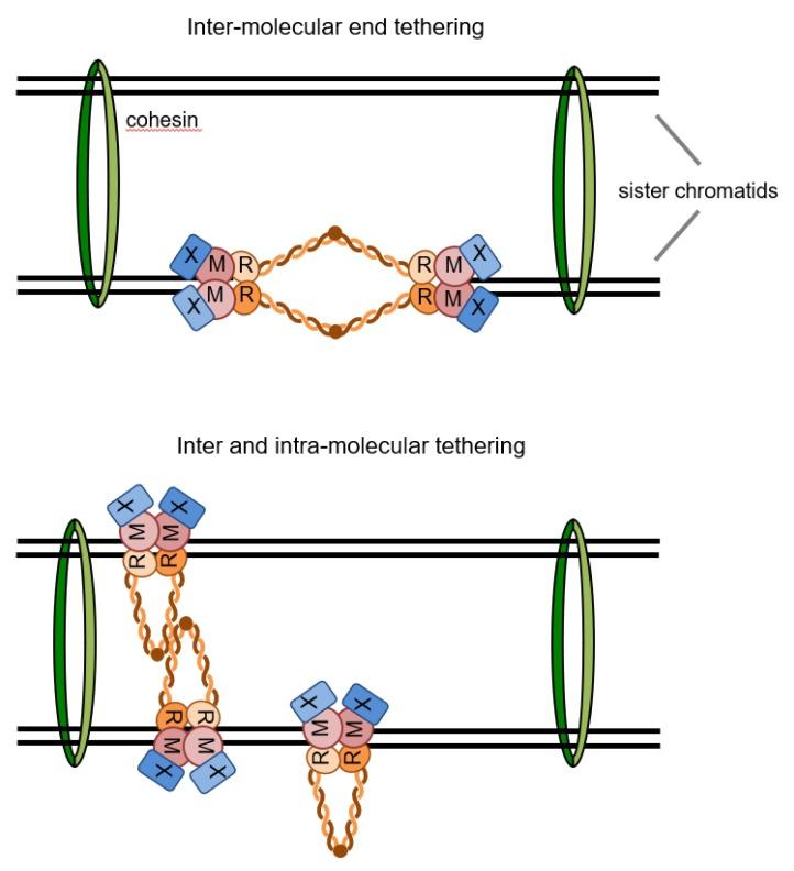 https://cdn.ncbi.nlm.nih.gov/pmc/blobs/2f7e/6315862/5dbaffdcadec/genes-09-00589-g004.jpg