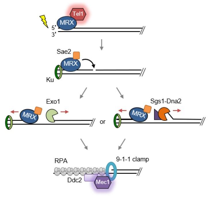 https://cdn.ncbi.nlm.nih.gov/pmc/blobs/2f7e/6315862/75ee71d29f72/genes-09-00589-g001.jpg