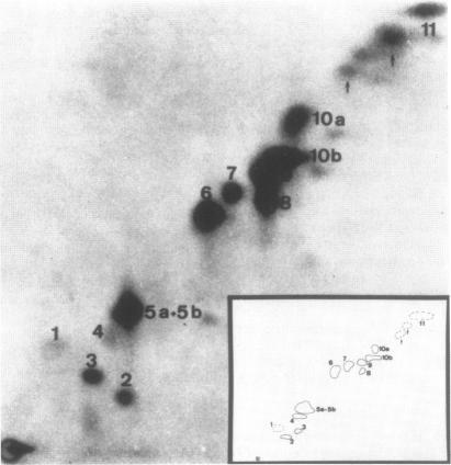 https://cdn.ncbi.nlm.nih.gov/pmc/blobs/2f80/1166851/65b42c32d8c7/emboj00167-0100-b.jpg