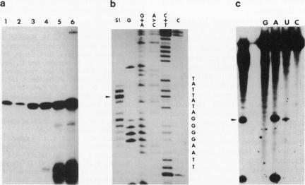 https://cdn.ncbi.nlm.nih.gov/pmc/blobs/2f83/208304/56ce32c50196/jbacter00108-0151-a.jpg