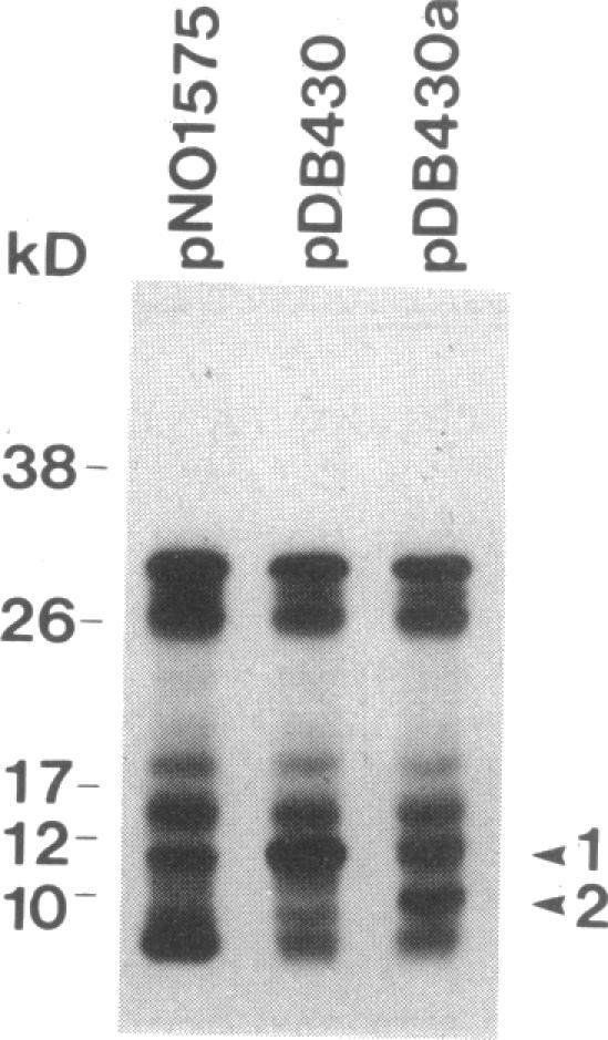 https://cdn.ncbi.nlm.nih.gov/pmc/blobs/2f83/208304/e7e6e3c27667/jbacter00108-0150-a.jpg