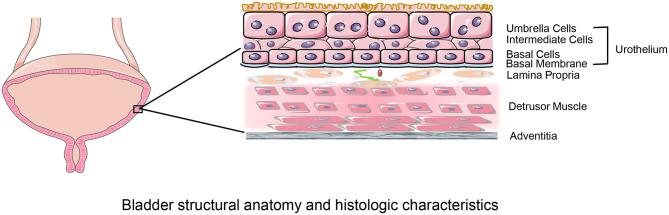 https://cdn.ncbi.nlm.nih.gov/pmc/blobs/2f83/8249581/32ce6a33513b/fsurg-08-664404-g0001.jpg