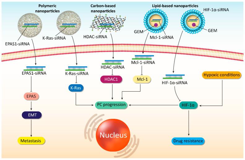 https://cdn.ncbi.nlm.nih.gov/pmc/blobs/2f86/8699513/3deba80dadb3/cells-10-03348-g005.jpg