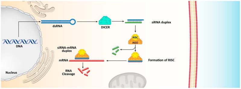 https://cdn.ncbi.nlm.nih.gov/pmc/blobs/2f86/8699513/940bc5d8d8f9/cells-10-03348-g001.jpg