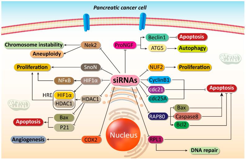 https://cdn.ncbi.nlm.nih.gov/pmc/blobs/2f86/8699513/dcdf81d35f0a/cells-10-03348-g002.jpg