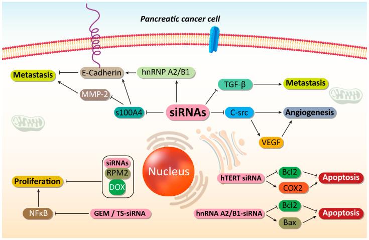 https://cdn.ncbi.nlm.nih.gov/pmc/blobs/2f86/8699513/ffe409c94556/cells-10-03348-g003.jpg