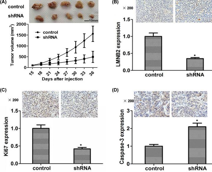 https://cdn.ncbi.nlm.nih.gov/pmc/blobs/2f8a/7846963/0051ac94adea/bsr-41-bsr20203874-g6.jpg